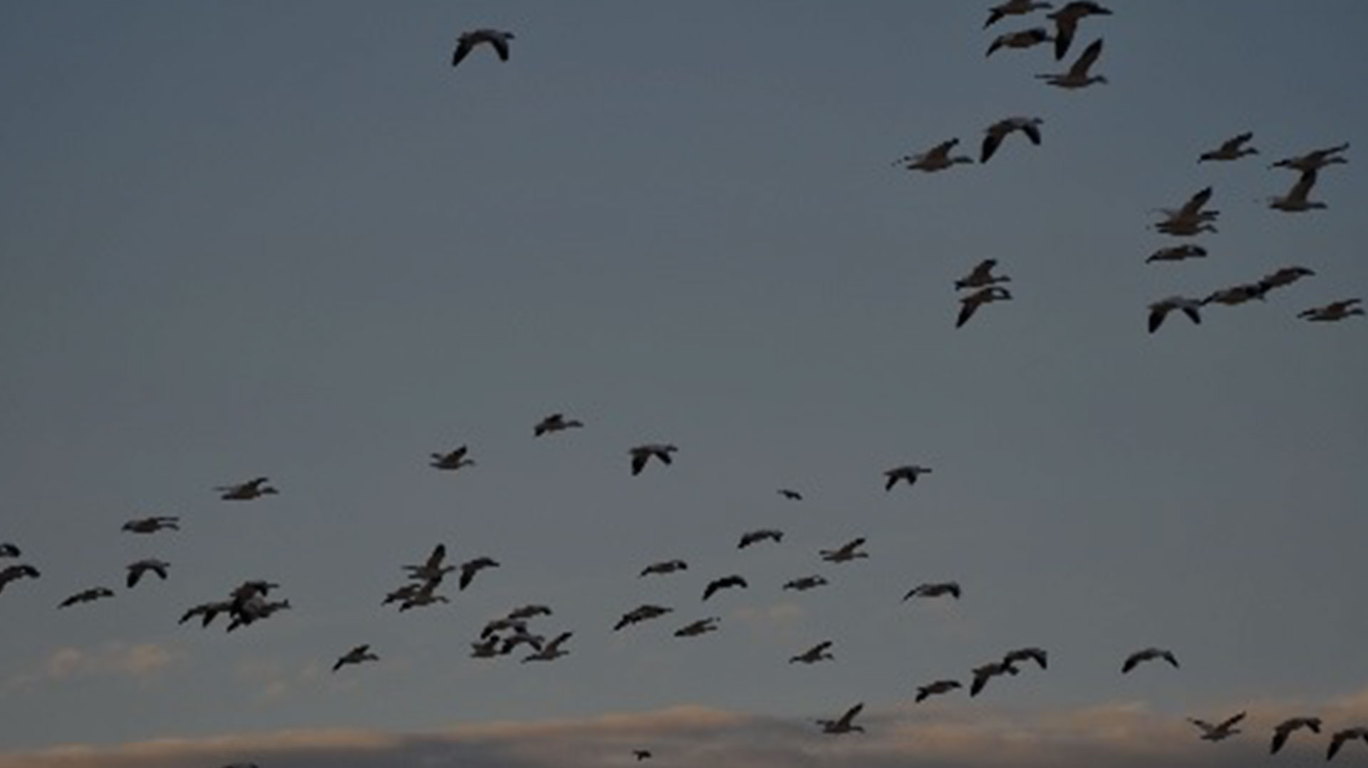 A flock of birds flying against a dusky sky.
