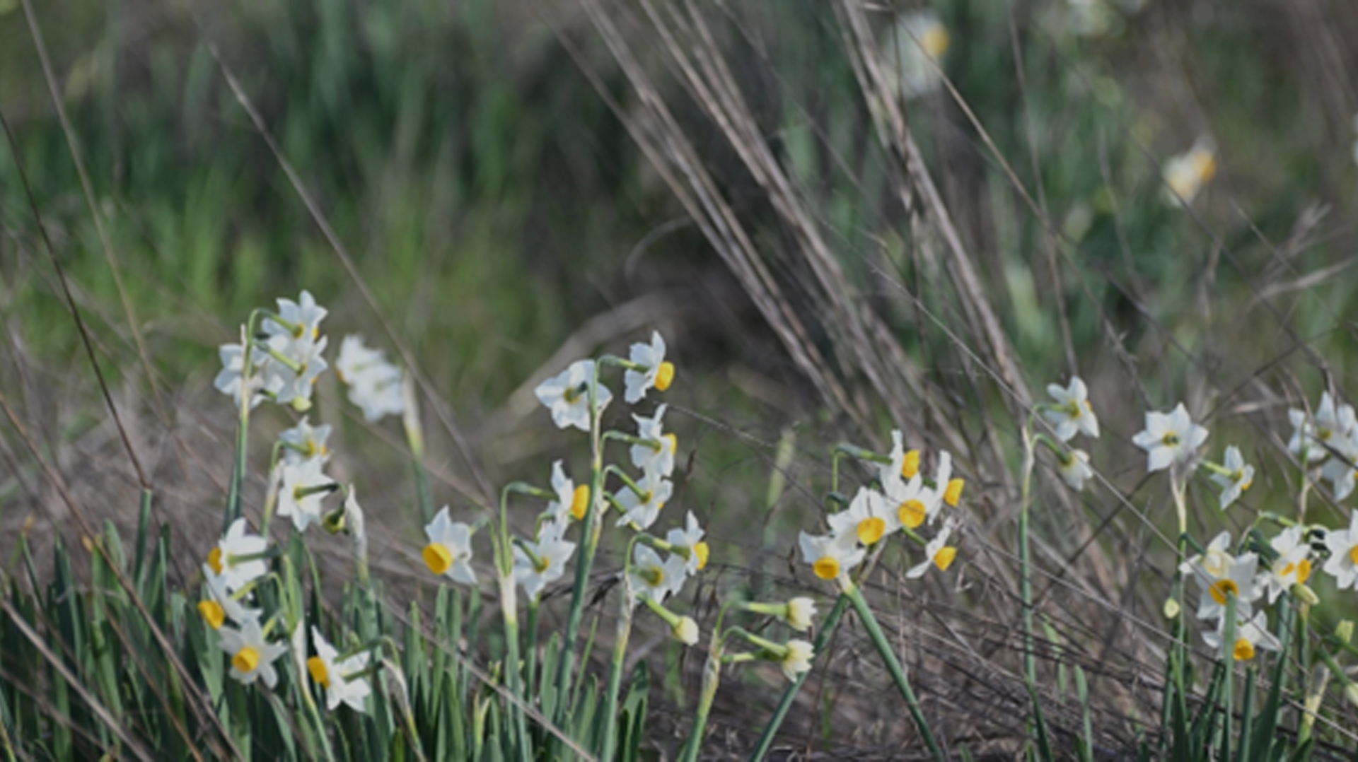 Daffodils blooming amidst tall grass in a natural setting.