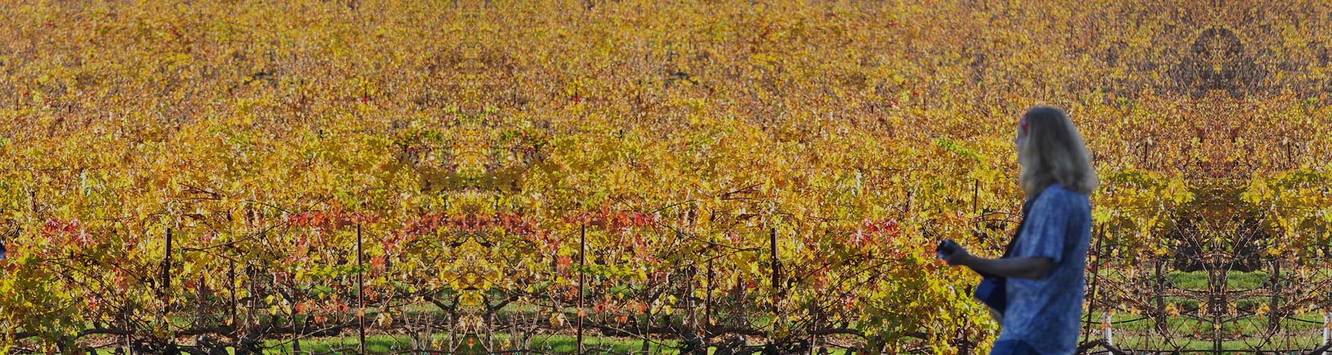 Rows of grapevines with autumn-colored leaves in a vineyard.